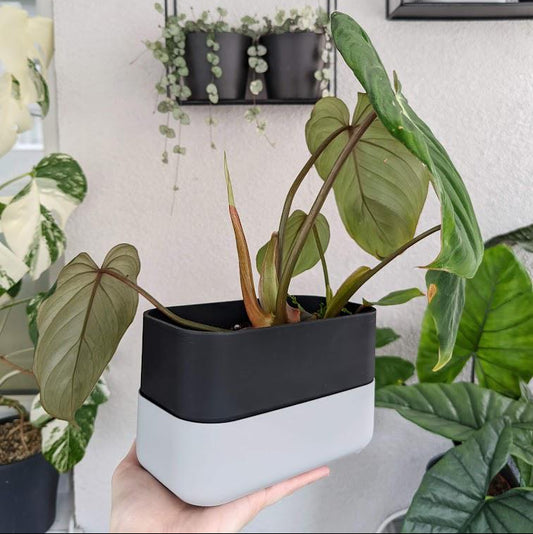 Plant Pot for Narrow Shelves or Crawling Plants Minimalistic Modern Design, 3d print