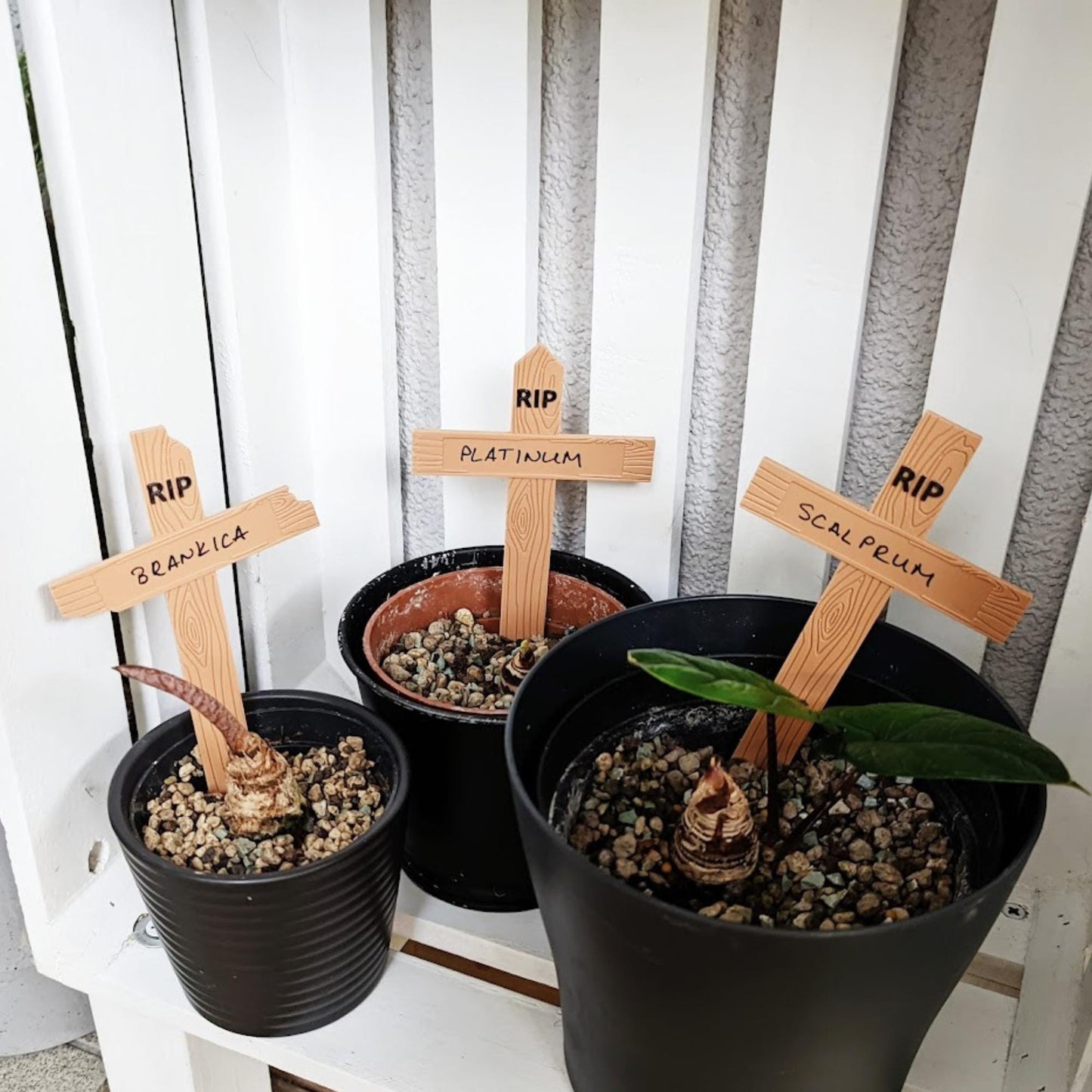 RIP Plant Markers, Set of 3 Graveyard Style Labels, Funny Halloween Garden Decor, Dead Plant Signs