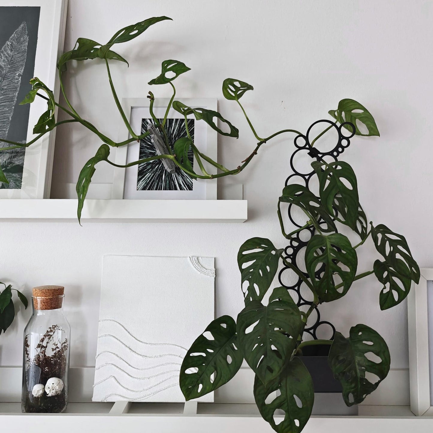 Modular circular trellis used to support two climbing plants on a white shelf