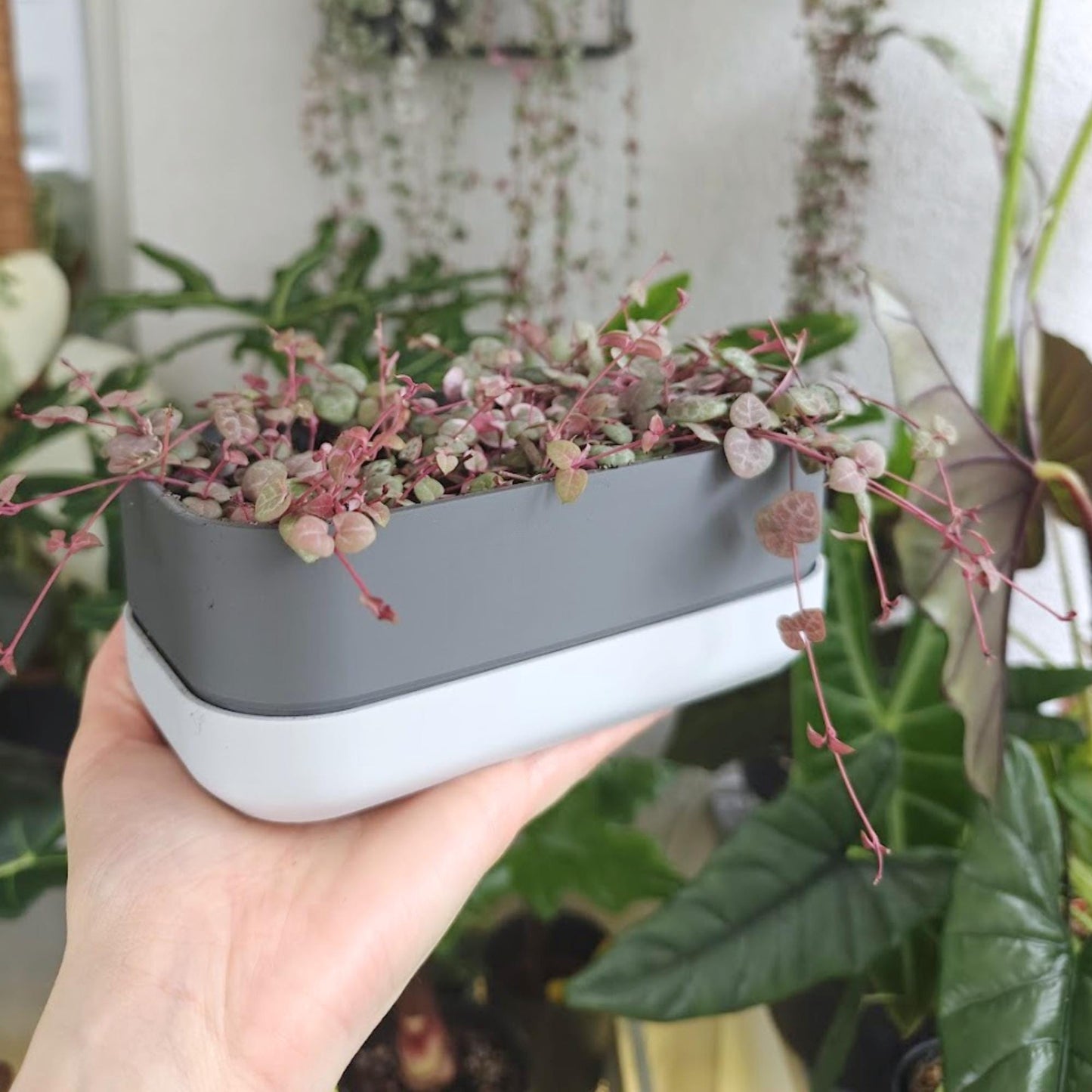 Low Narrow Pot for Succulents or Crawling Plants, Minimalistic Modern Rectangular Pot for Small Shelves, 3d print