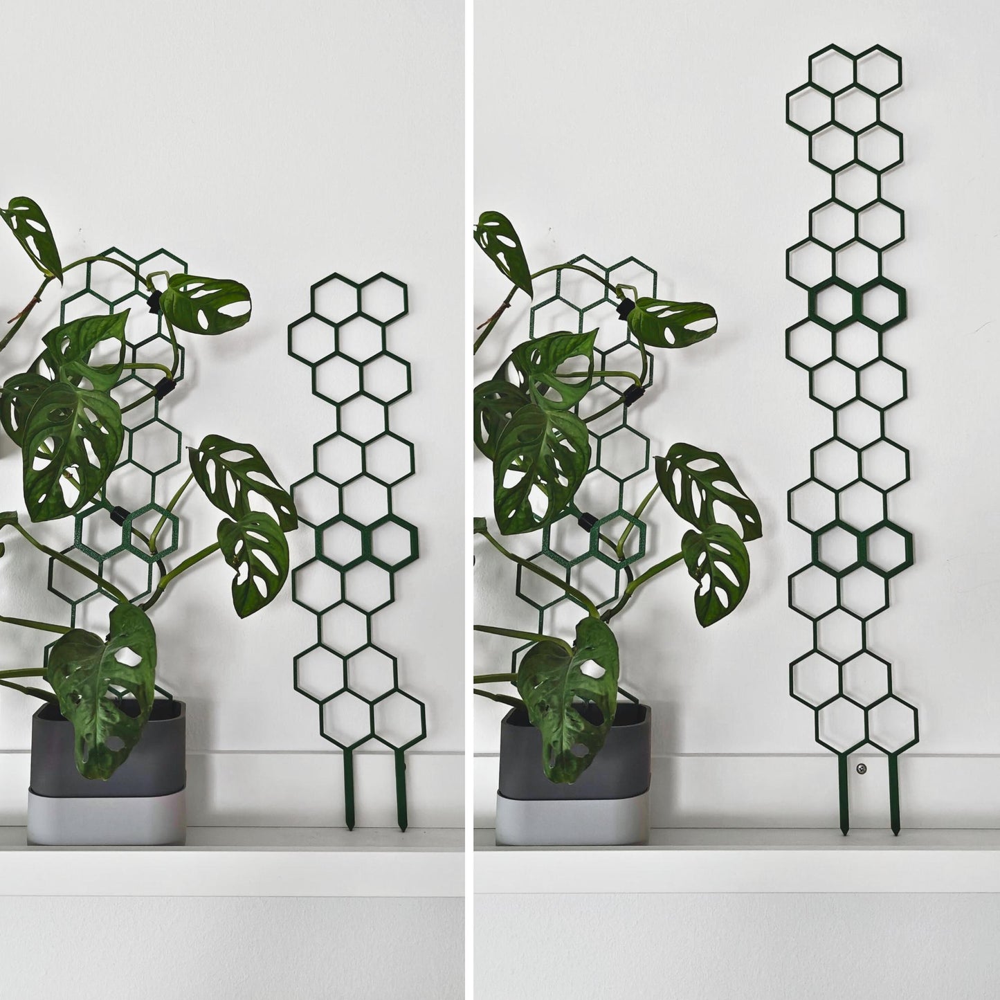 Pair of climbing plants in pots using two honeycomb trellises side by side, demonstrating indoor display setup.