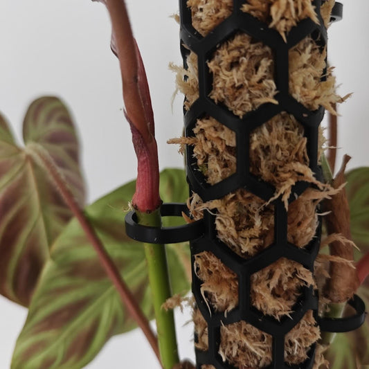 Close-up of climbing plant stem attached to moss pole using clip and visible moisture inside pole.
