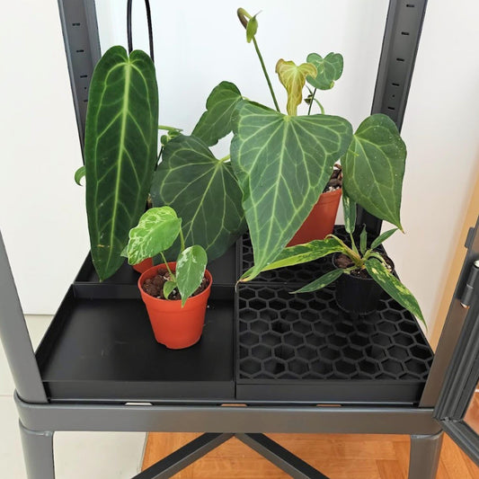 Drainage trays with honeycomb lids inside IKEA Fabrikor tall cabinet with plants