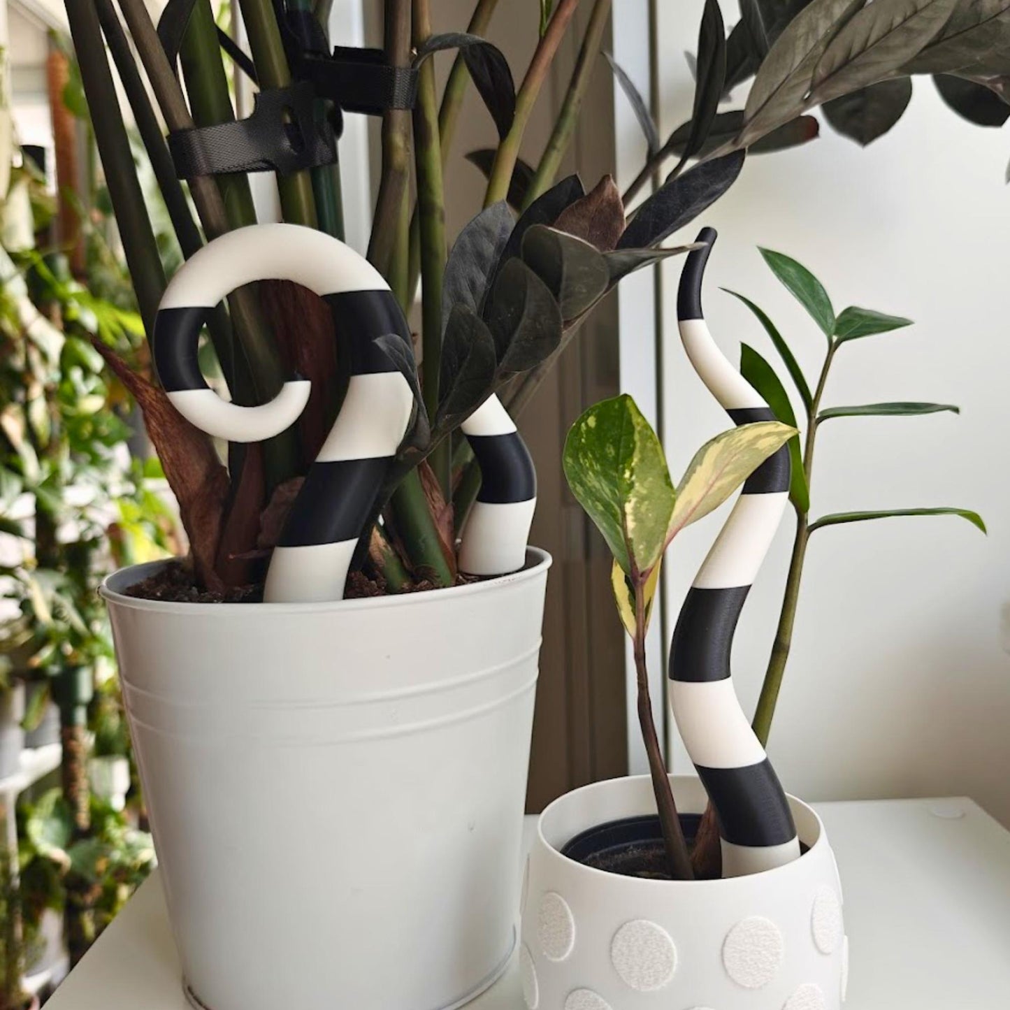 Sandworm plant stakes in flower pot, white and black decor used with indoor plants