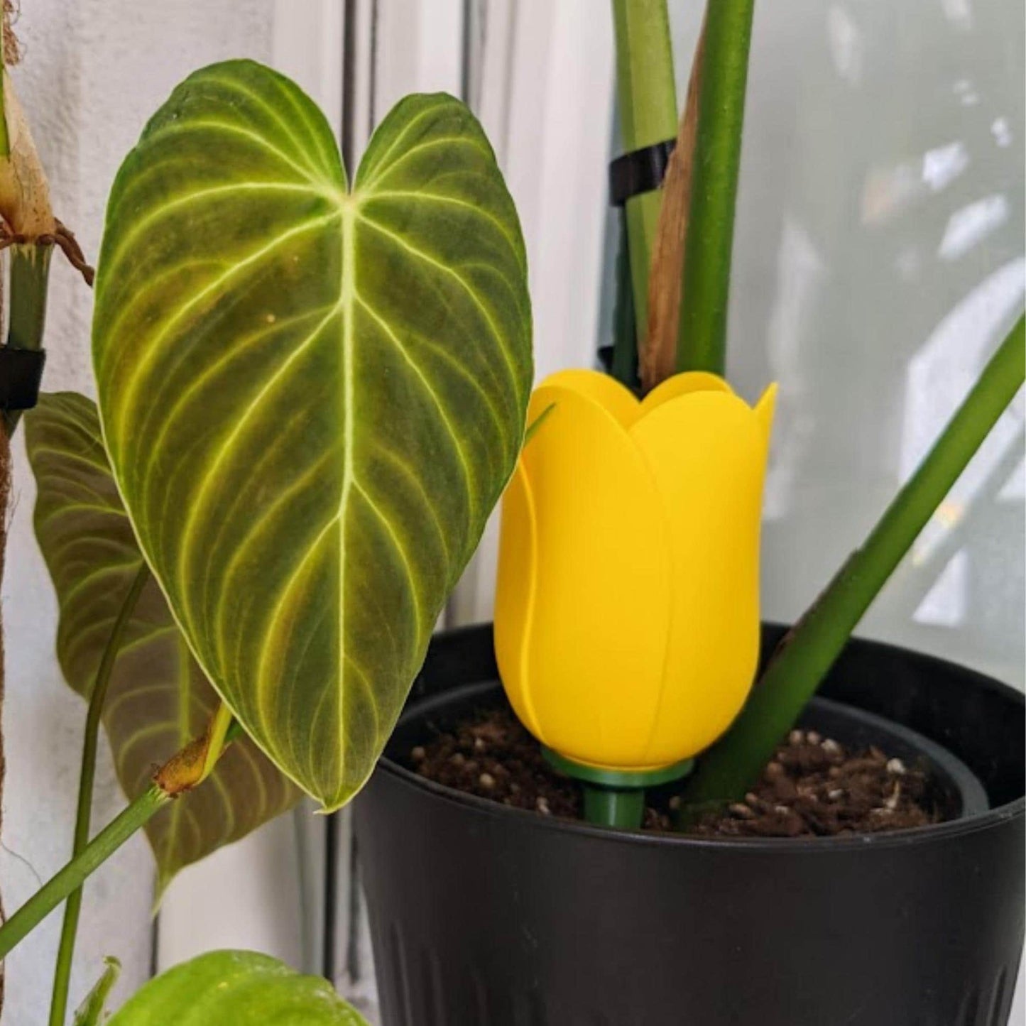 Yellow tulip watering spike placed in an indoor plant pot among green houseplant leaves.