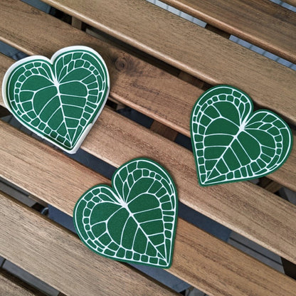 Set podmetača Anthurium Clarinervium 