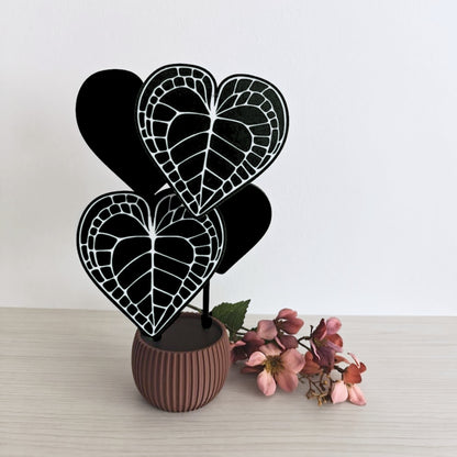 Anthurium Clarinervium set podmetača