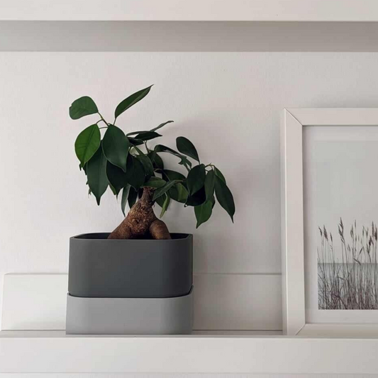Pot for Narrow Shelves or Crawling Plants