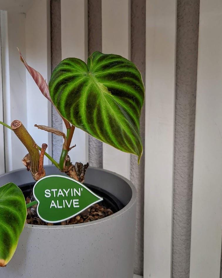 Funny Leaf Shaped Plant Signs - set of 5 pcs, choose your text, Eco-friendly Sustainable 3d Printed, Garden Markers Decor, Plant Accessories
