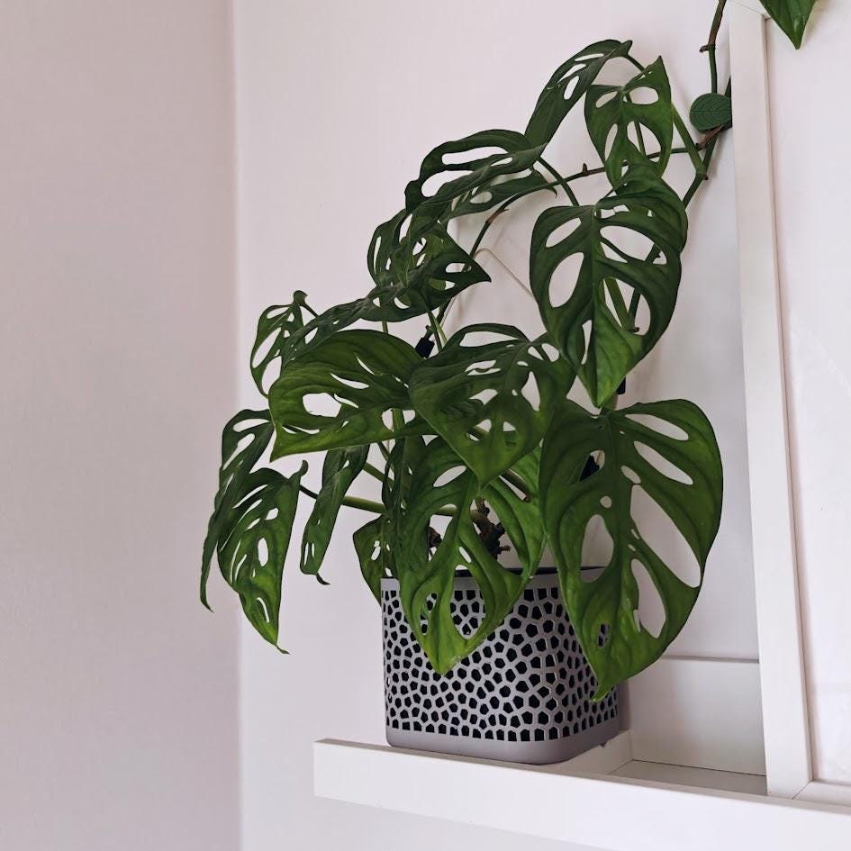 Voronoi Narrow Plant Pot