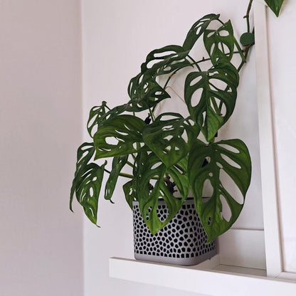 Voronoi Narrow Plant Pot