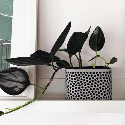 Voronoi plant pot for narrow shelves or crawling plants, philodendron
