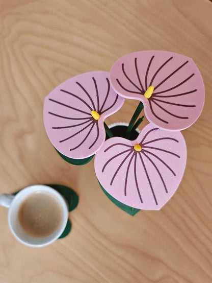 Top view of an Anthurium leaf coaster plant with pink heart-shaped leaf coasters arranged in a small pot holder