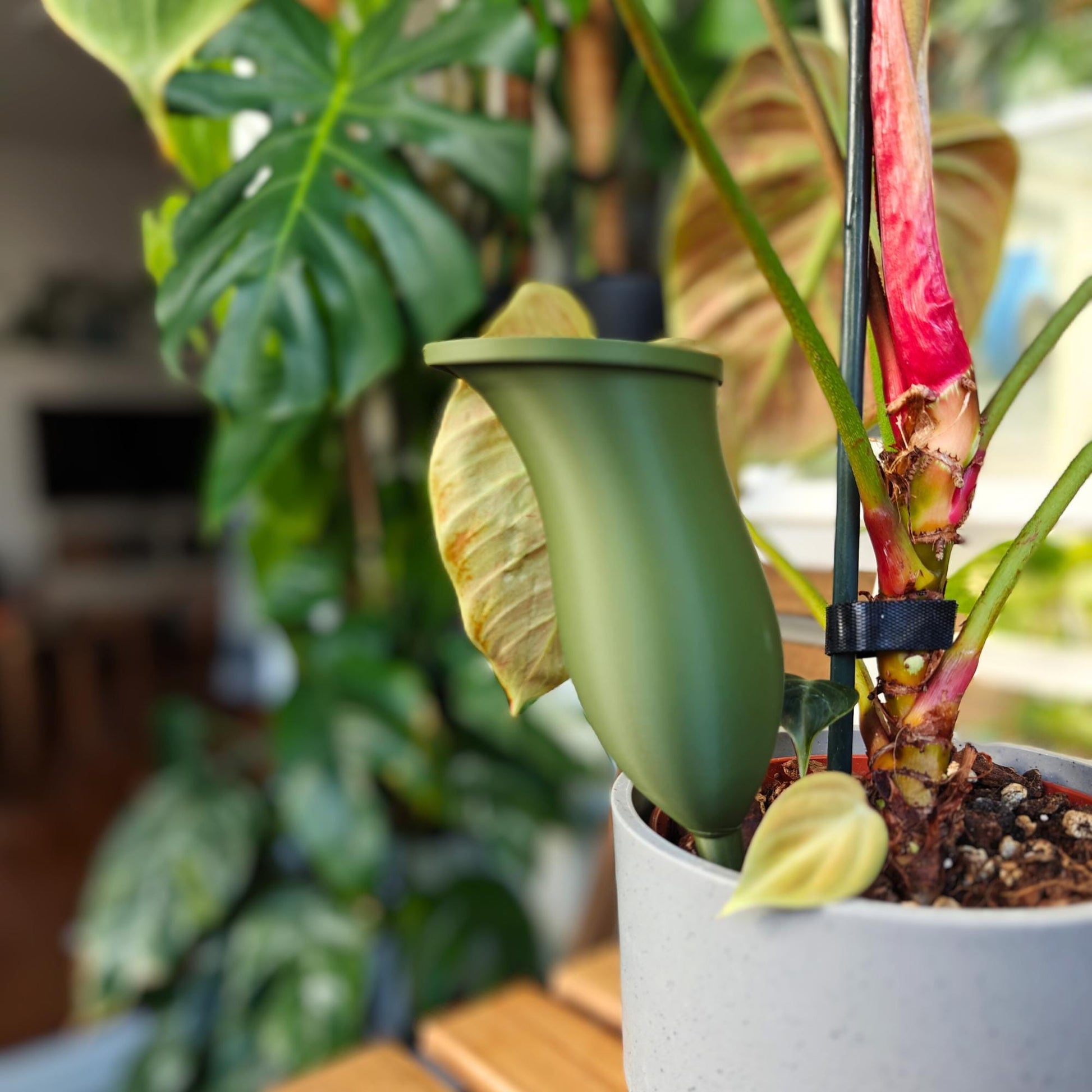 Water container in the shape of a Pitcher plant, Self-watering planter, Slow Release Watering for Indoor Plants, Irrigation and watering aid