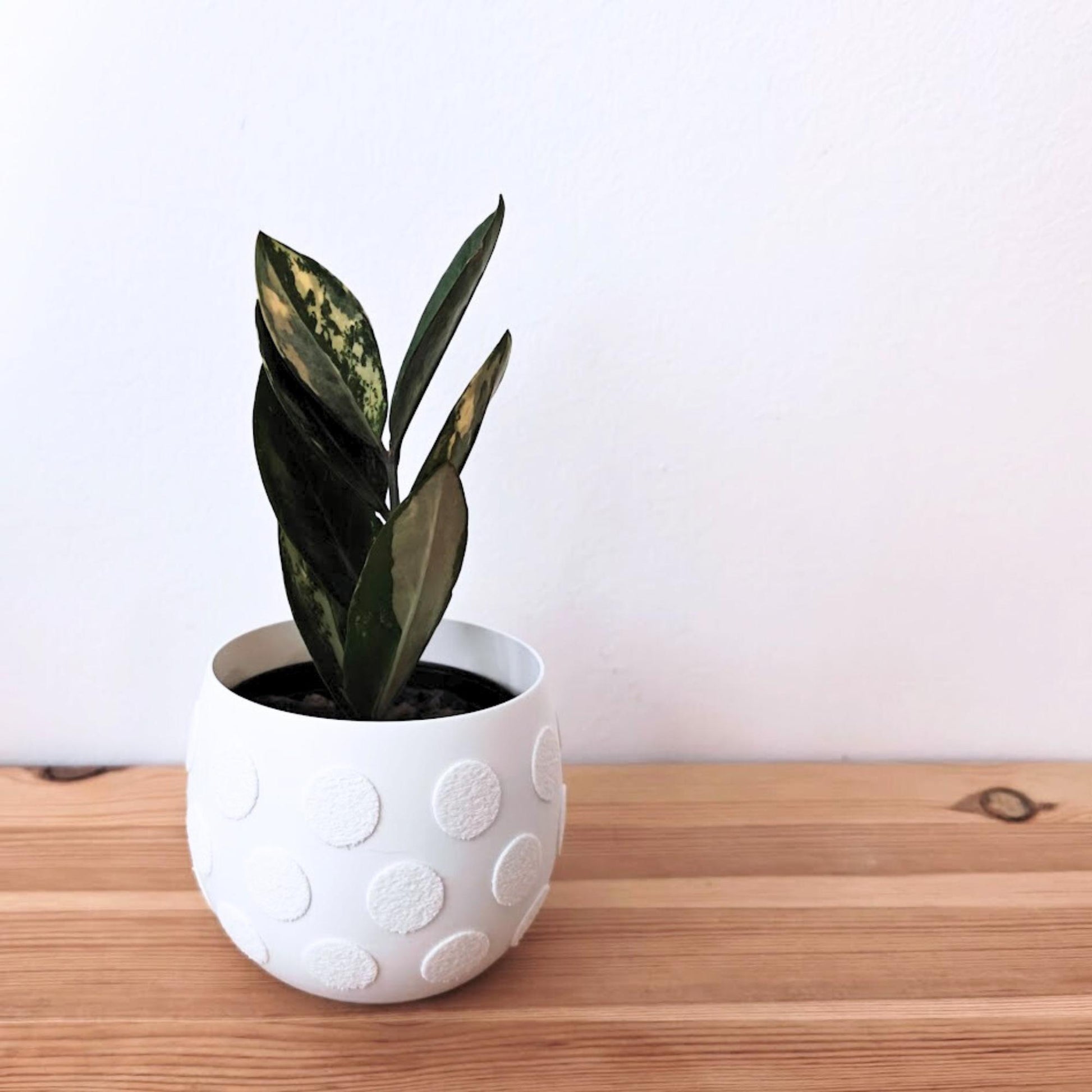 Plant Pots with Decorative Patterns – Monstera, Flowers, or Polka Dots