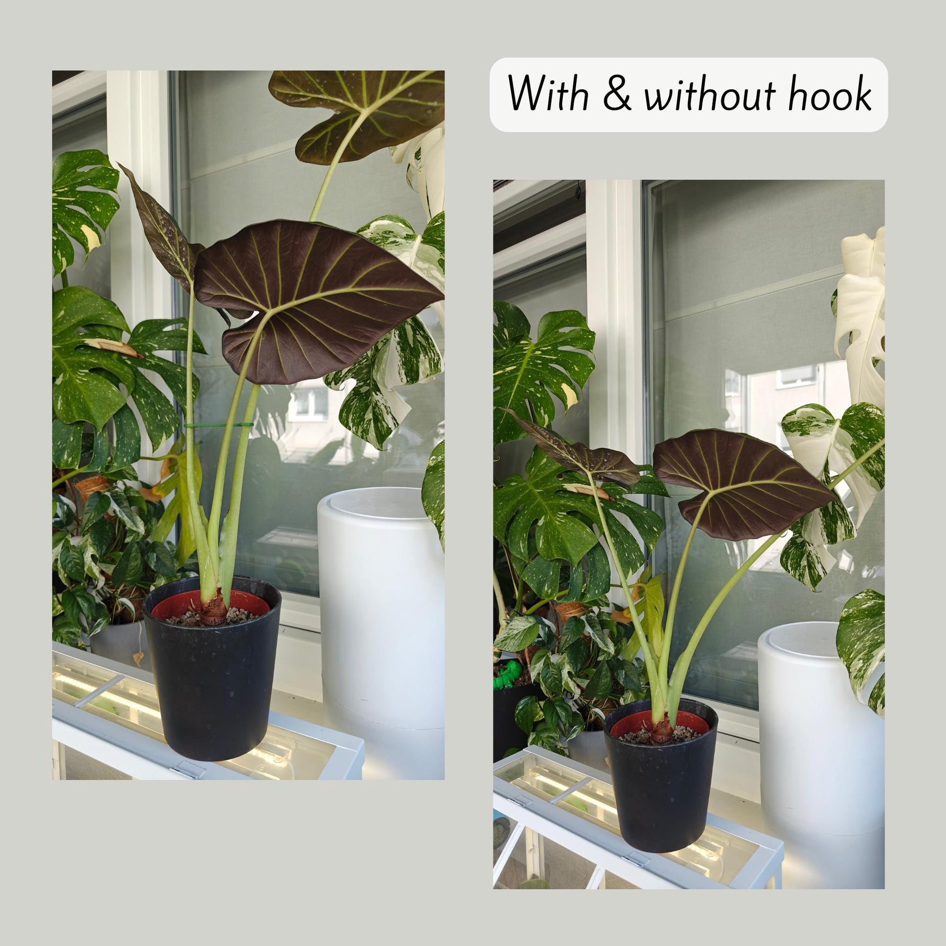 With and without hook