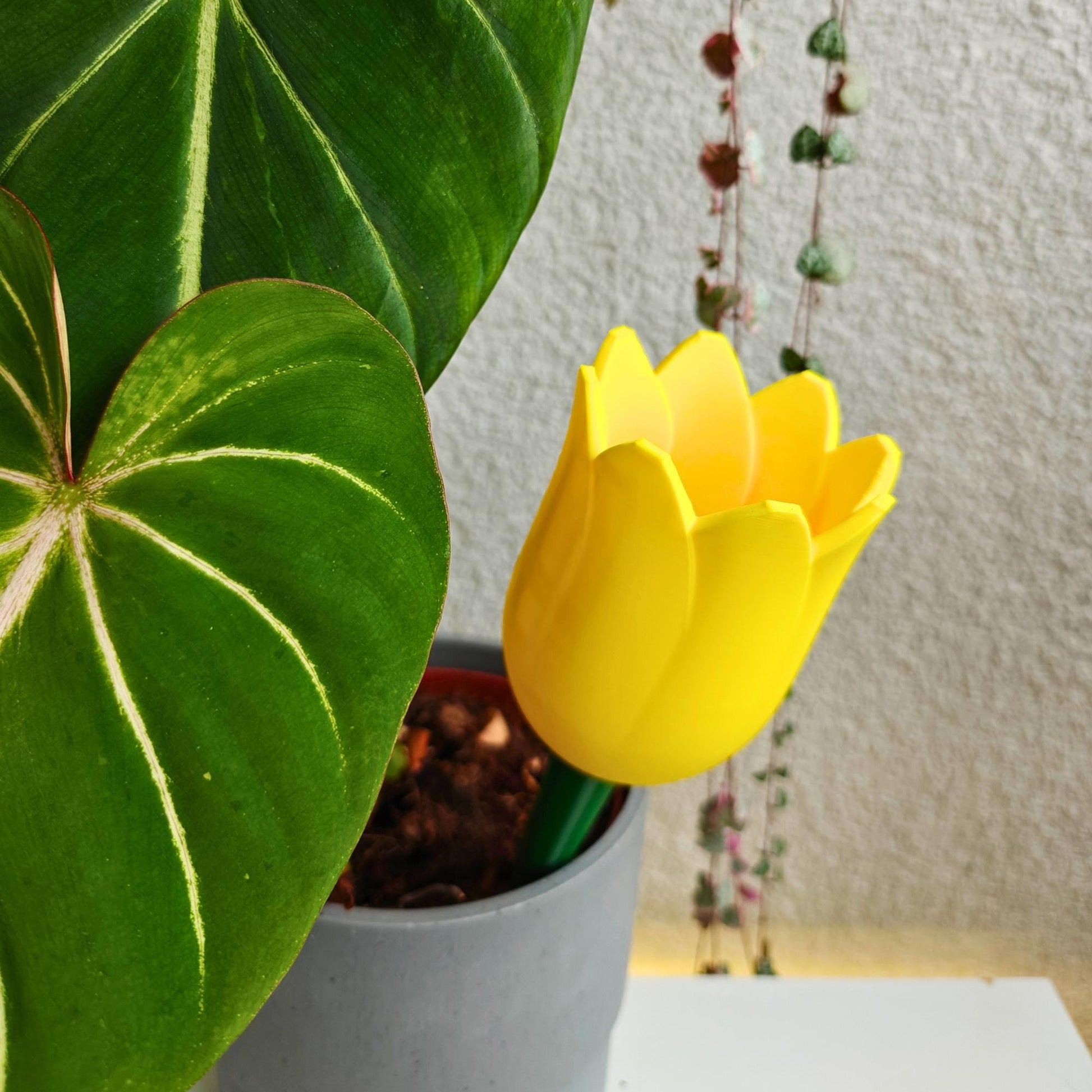Tulip-shaped water container, self-watering planter for slow-release irrigation for Indoor Plants