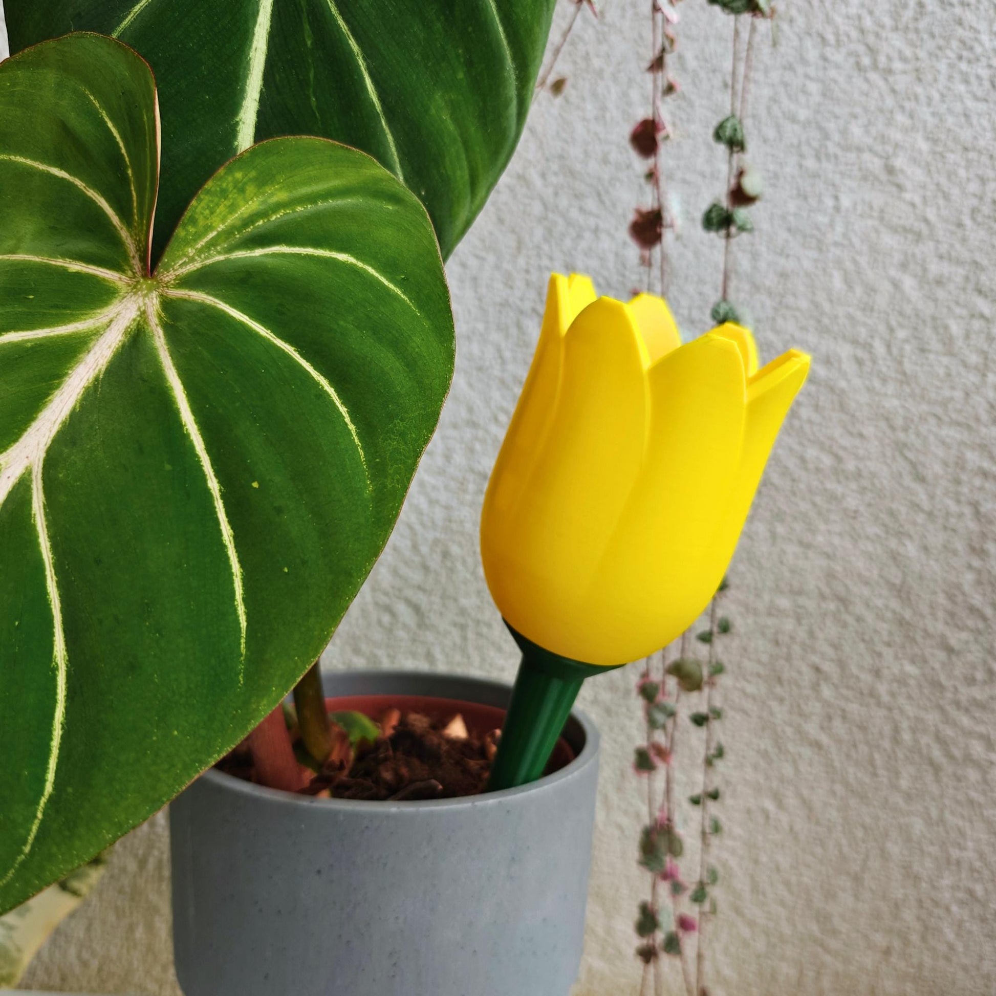 Tulip-shaped water container, self-watering planter for slow-release irrigation for Indoor Plants