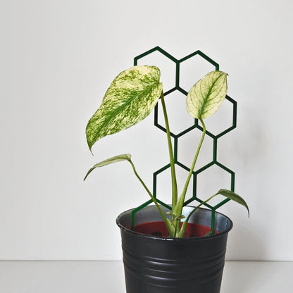 Modular Honeycomb Trellis, Extendable Plant Support for Indoor Climbing Plants, 3d Printed Plant Grid