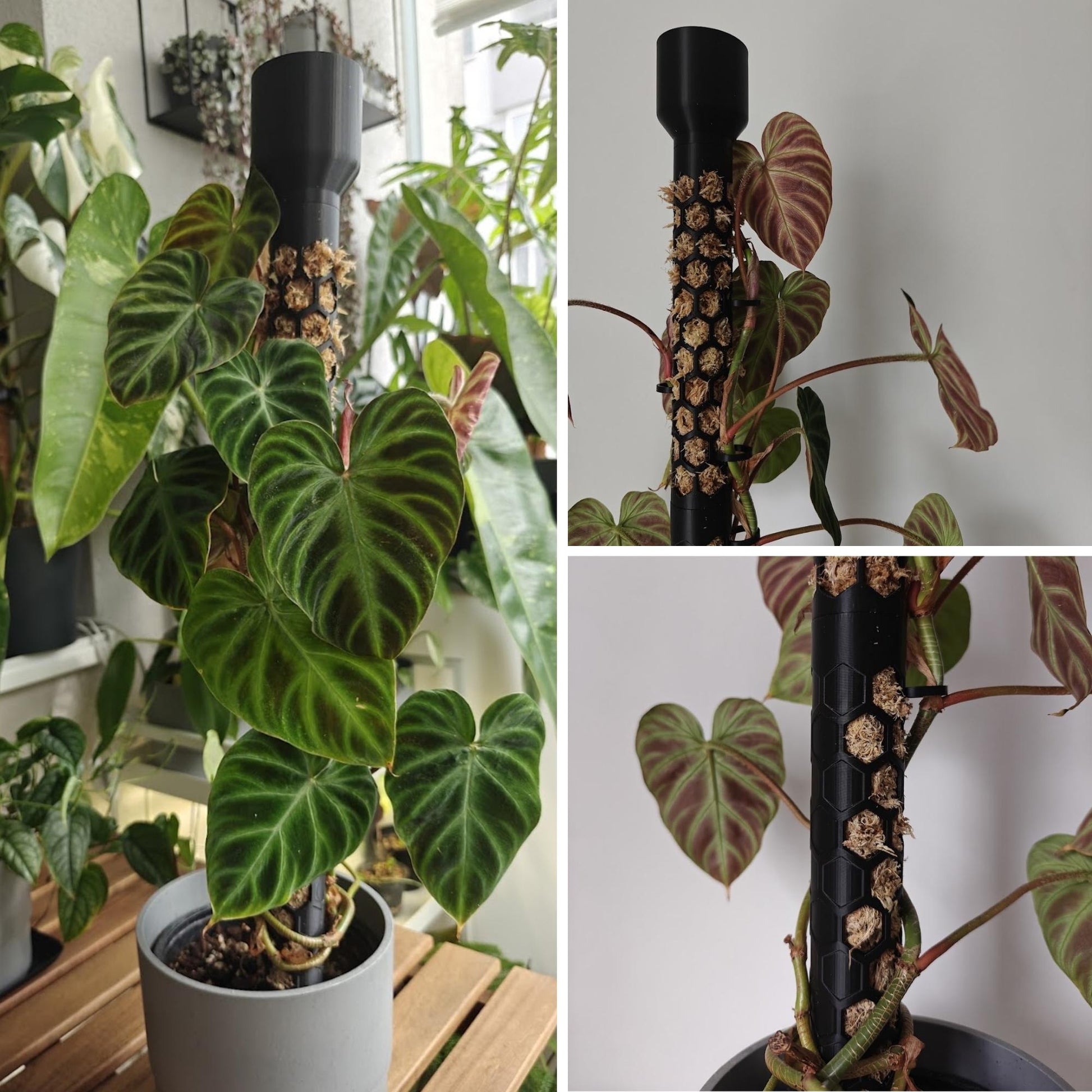 Potted plant climbing up a tall assembled moss pole filled with moss and secured with clips.