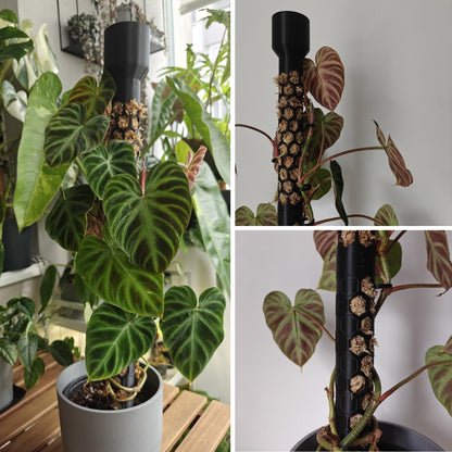 Potted plant climbing up a tall assembled moss pole filled with moss and secured with clips.