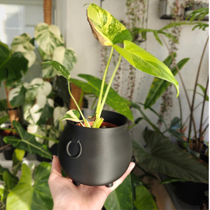 Black small-sized cauldron planter with green plant held in hand in front of lush tropical houseplants.