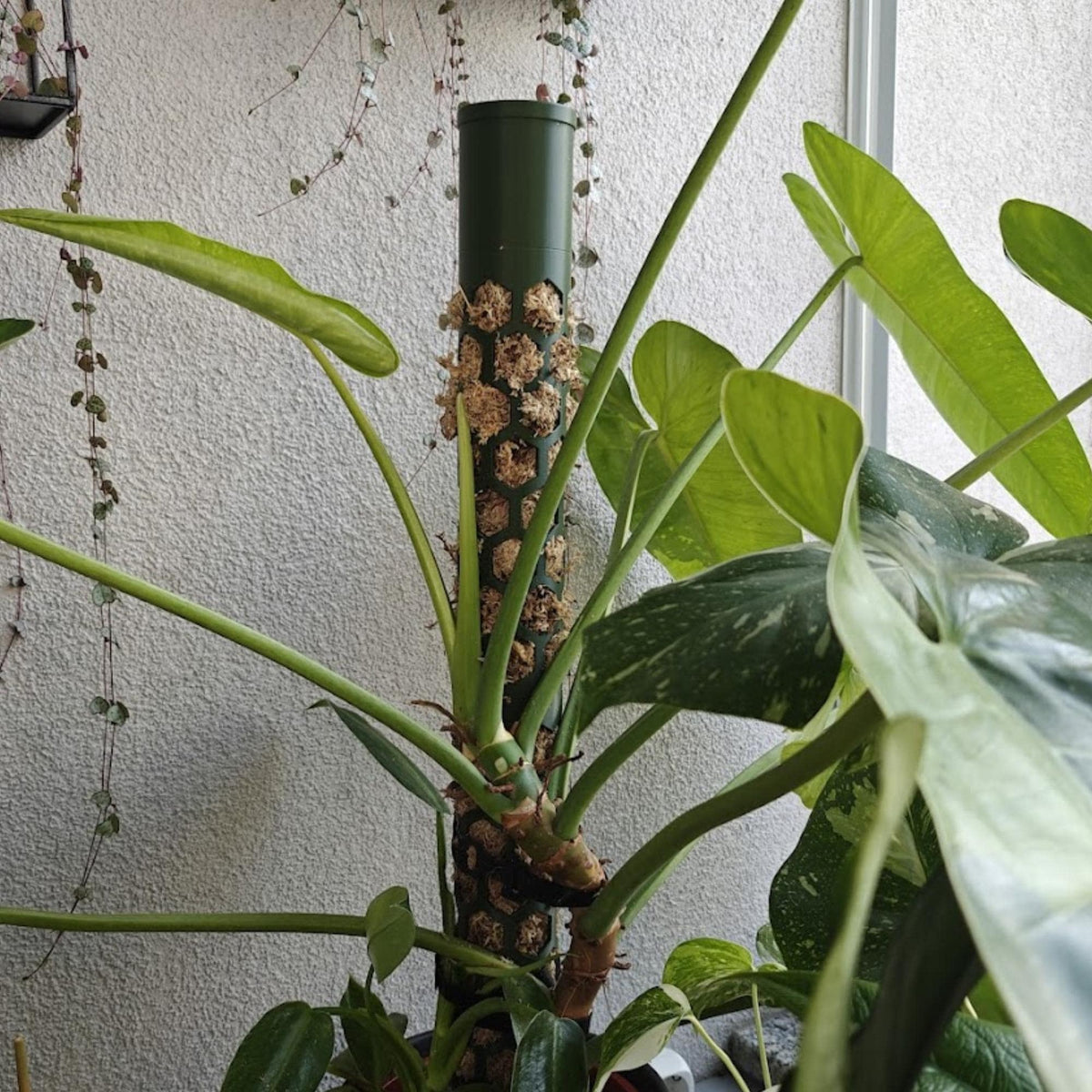 Plant climbing and attaching to moss pole support structure