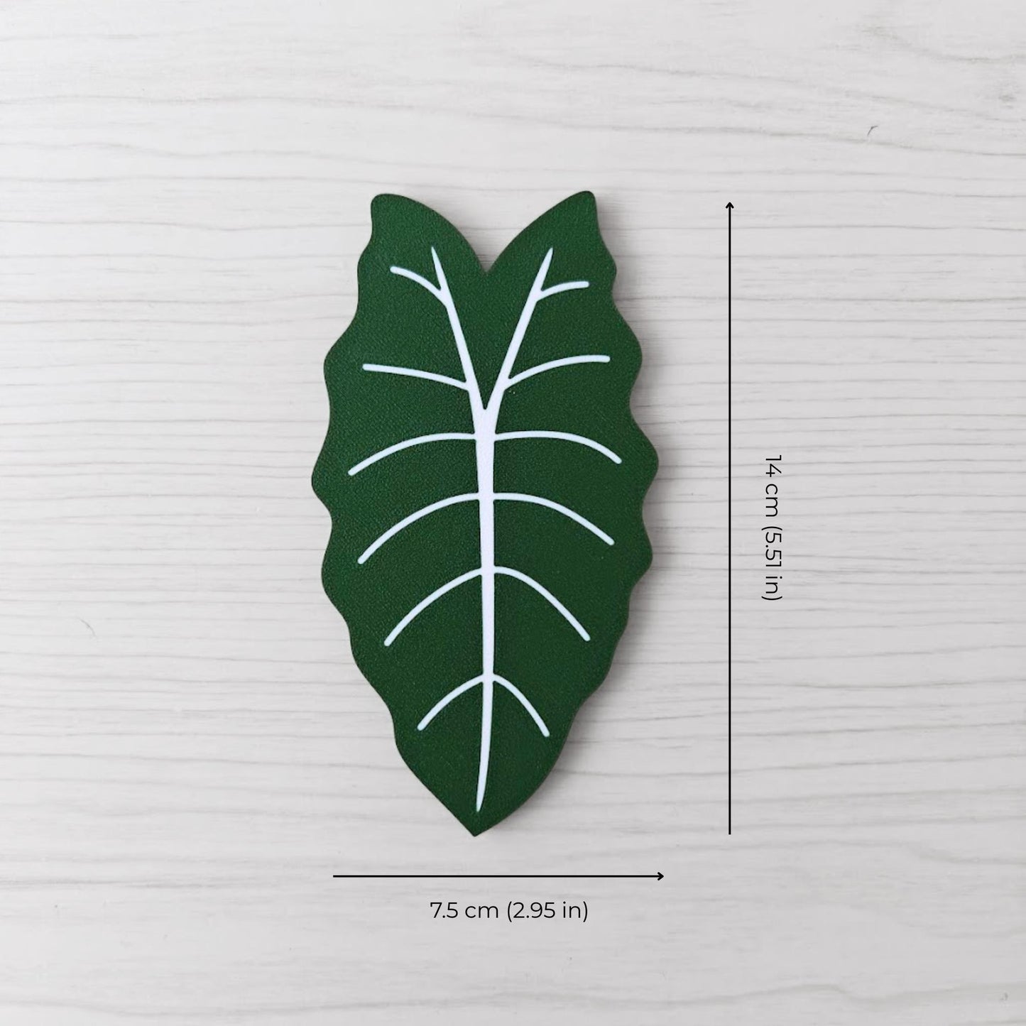 Size reference photo of the Alocasia Chantrieri handle showing dimensions: 7.5 cm (2.95 in) wide and 14 cm (5.51 in) high.