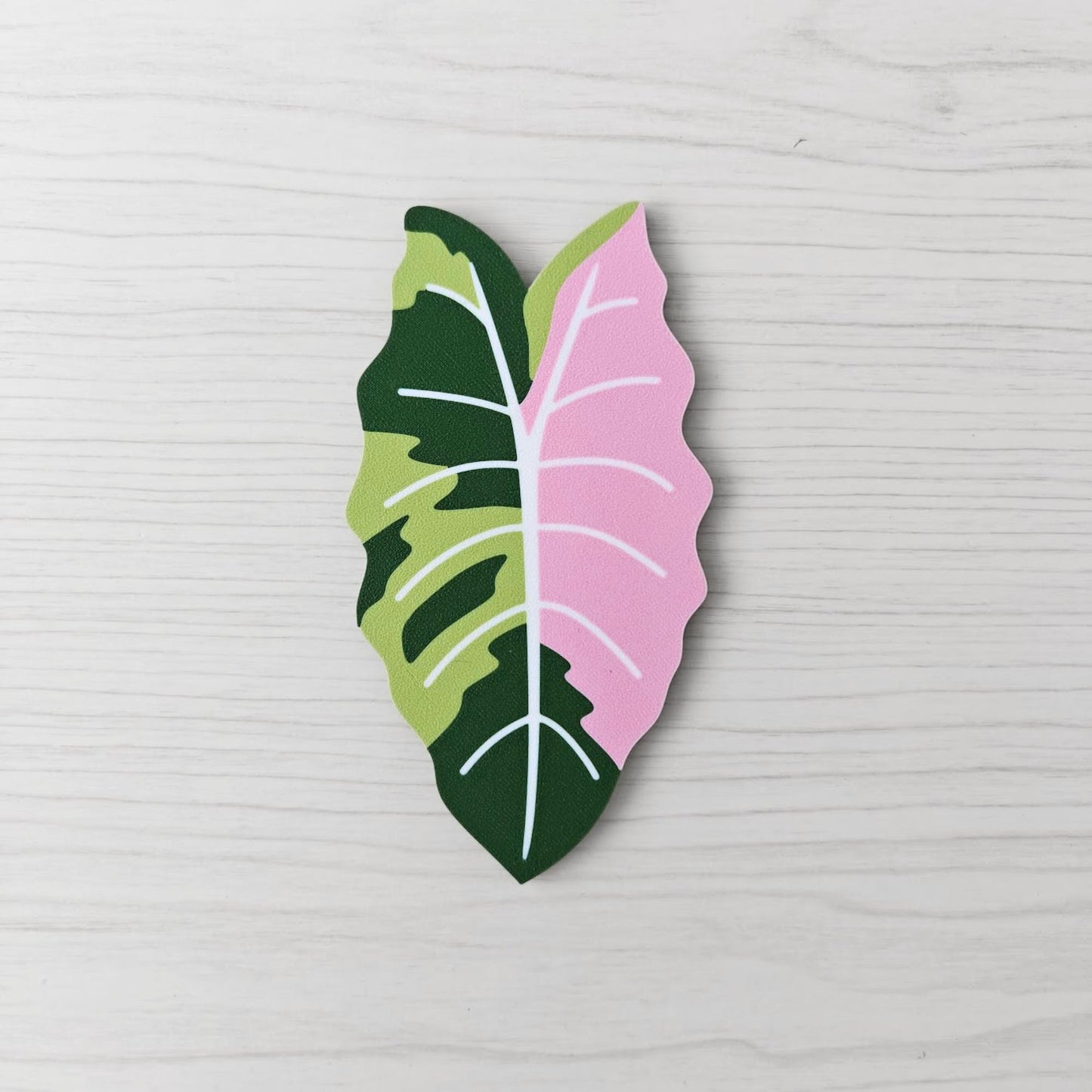 Front view of the green and pink variegated Alocasia Chantrieri key cover handle on a light wood background.