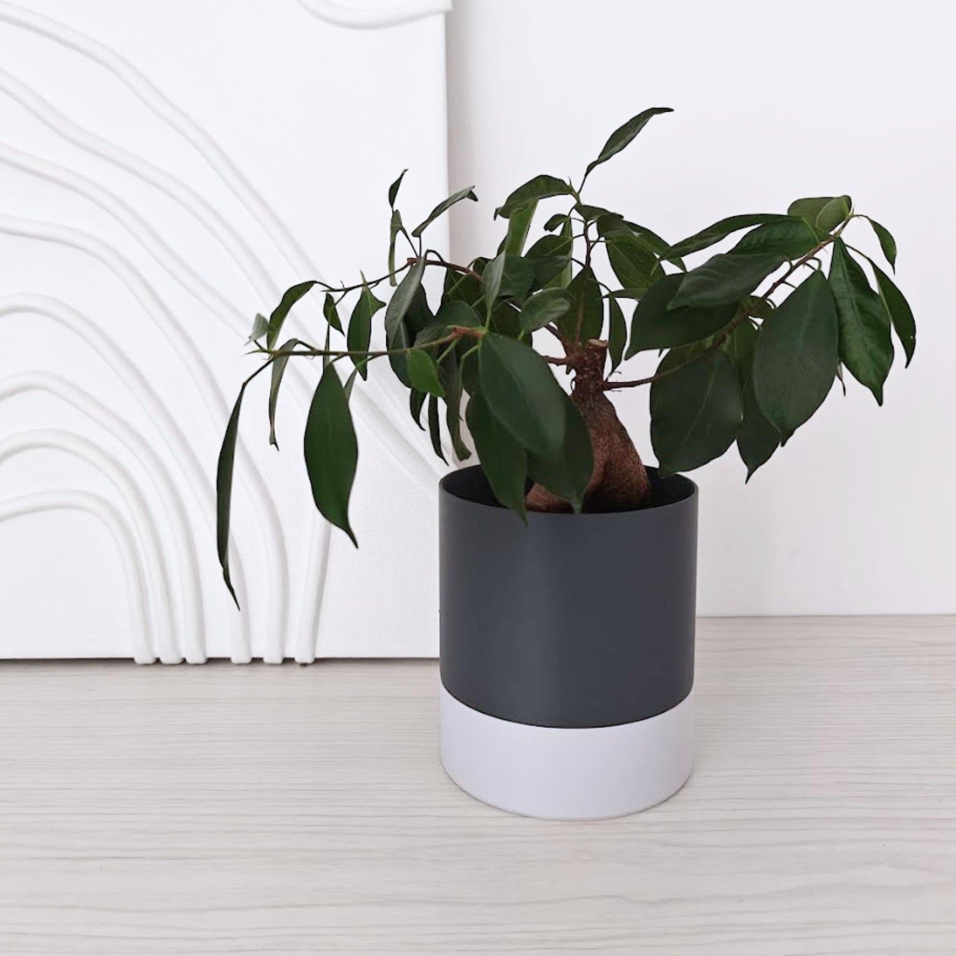 Smooth self-watering planter with a plant placed inside on a light surface.