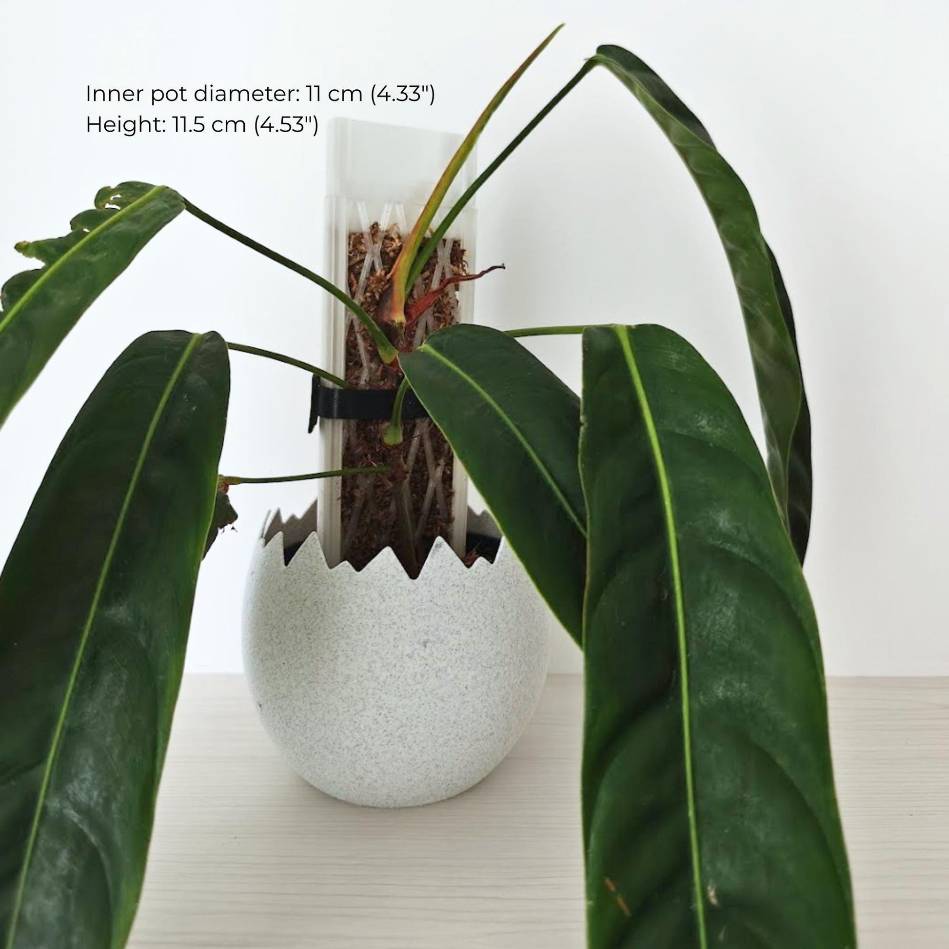 Larger cracked egg planter with tall houseplant and size indication