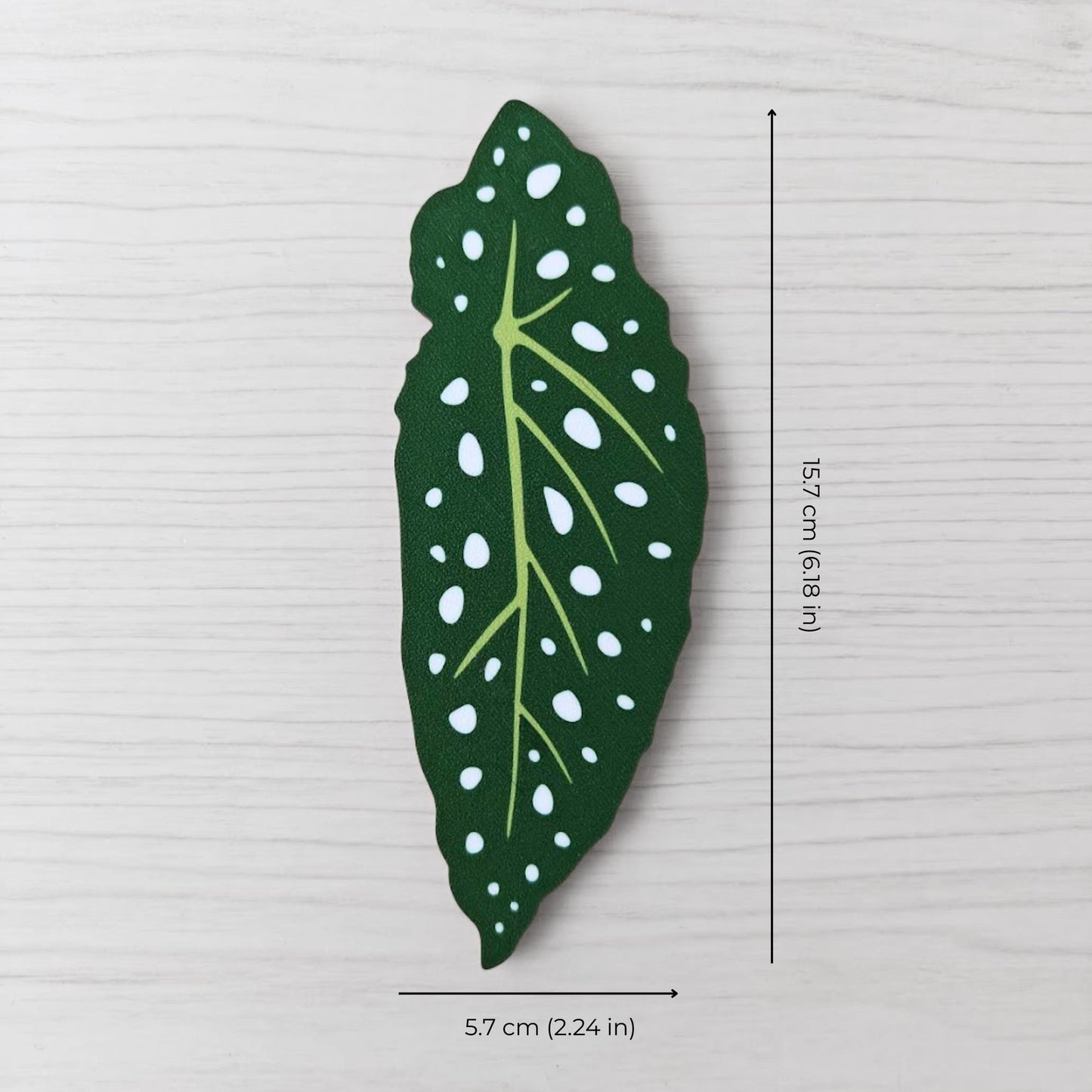 Size reference photo of one Begonia leaf handle showing dimensions: 5.7 cm (2.24 in) wide and 15.7 cm (6.18 in) high.