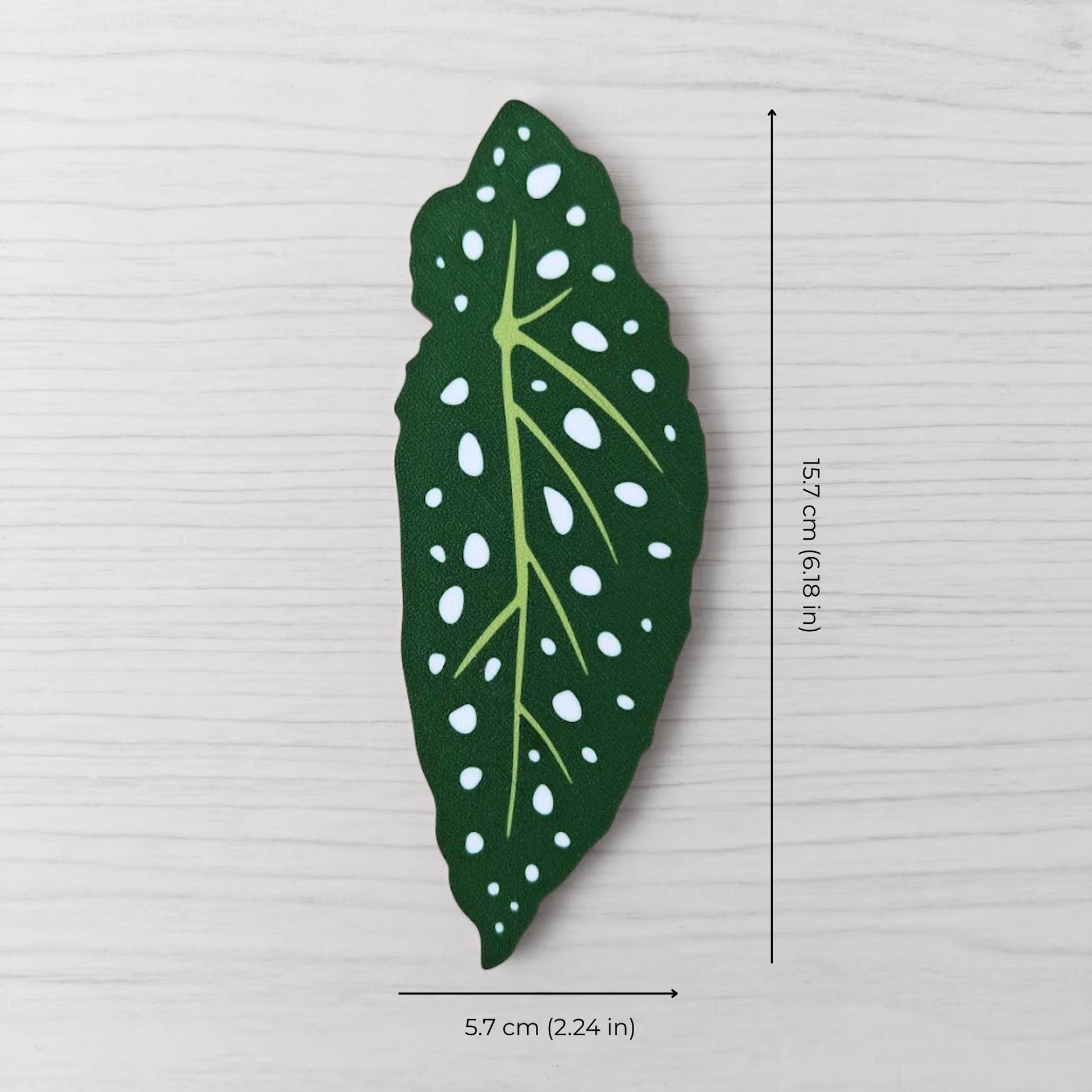 Size reference photo of one Begonia leaf handle showing dimensions: 5.7 cm (2.24 in) wide and 15.7 cm (6.18 in) high.