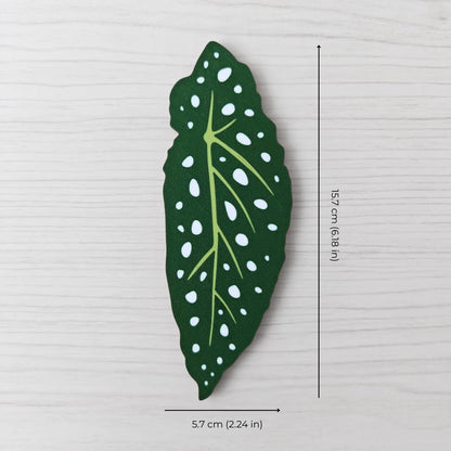 Size reference photo of one Begonia leaf handle showing dimensions: 5.7 cm (2.24 in) wide and 15.7 cm (6.18 in) high.