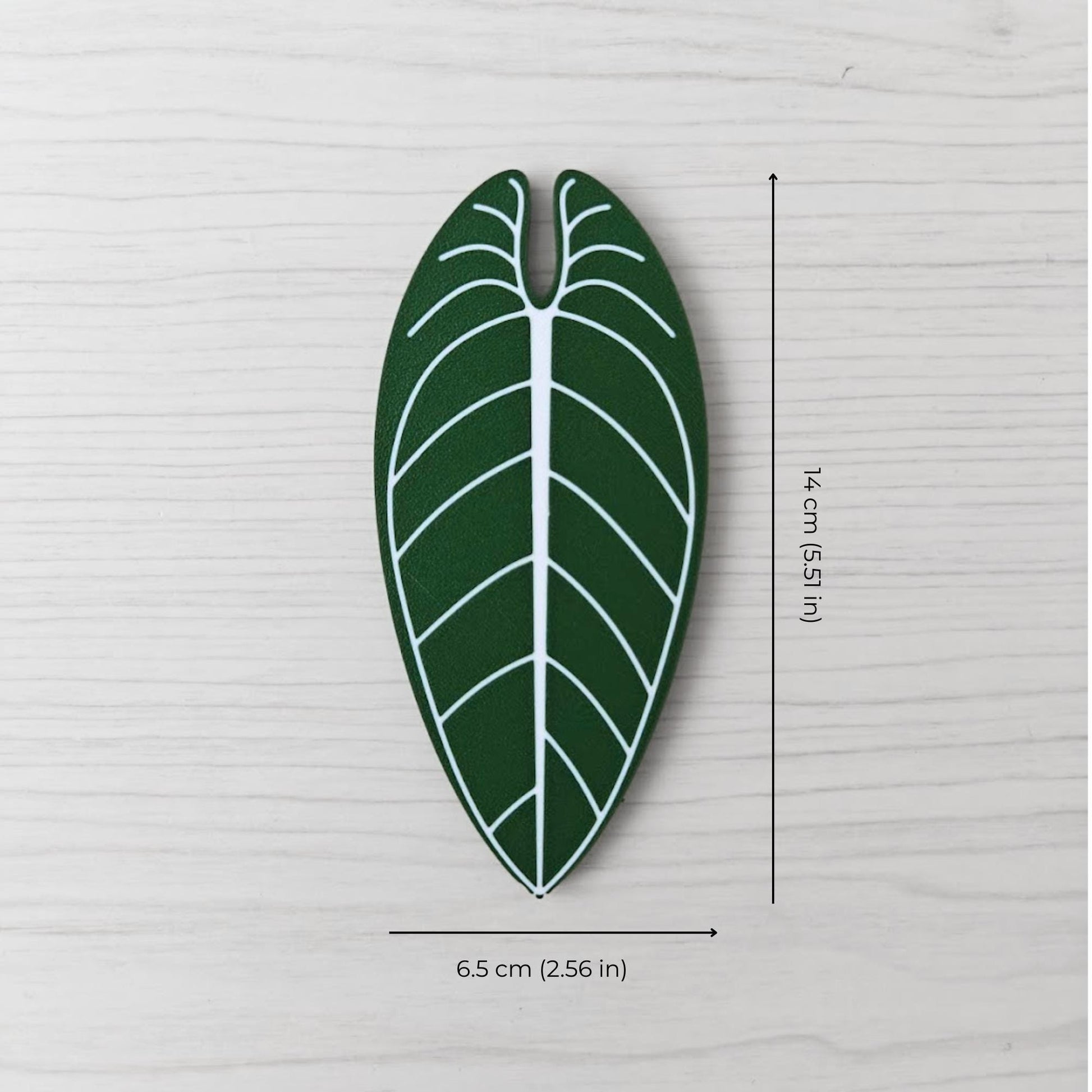 Size reference photo of the Anthurium Warocqueanum handle showing dimensions: 6.5 cm (2.56 in) wide and 14 cm (5.51 in) high.