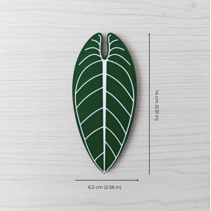 Size reference photo of the Anthurium Warocqueanum handle showing dimensions: 6.5 cm (2.56 in) wide and 14 cm (5.51 in) high.