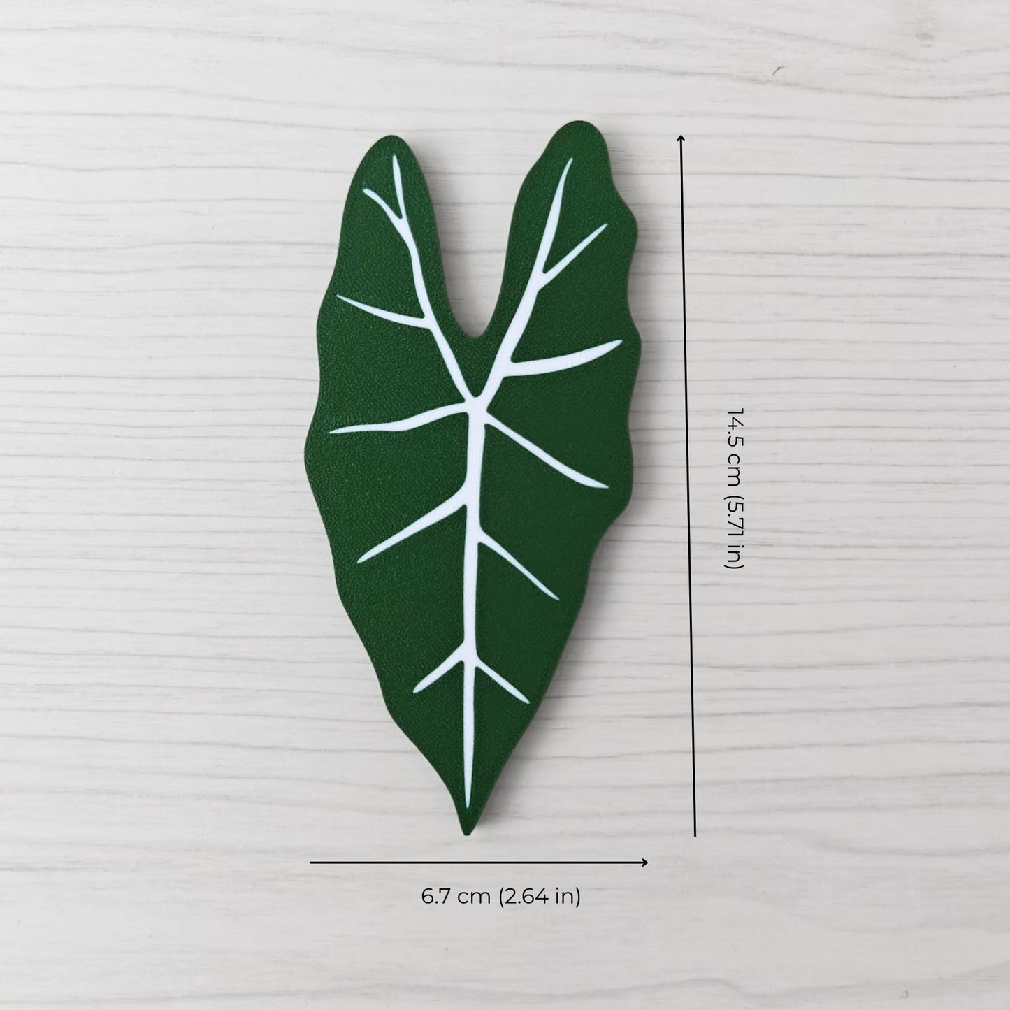 Size reference photo of the Alocasia Frydek handle showing dimensions: 6.7 cm (2.64 in) wide and 14.5 cm (5.71 in) high.