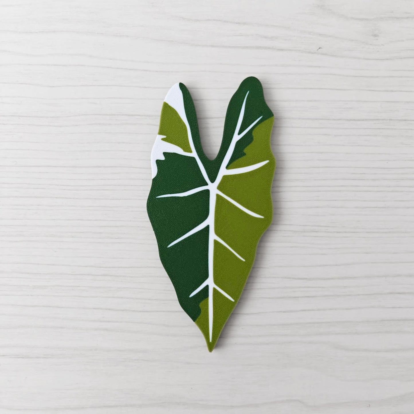 Front view of the green and white variegated Alocasia Frydek key cover handle on a light wood background.
