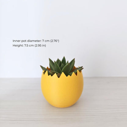 Small cracked egg planter with succulent plant and size reference text