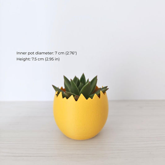 Small cracked egg planter with succulent plant and size reference text