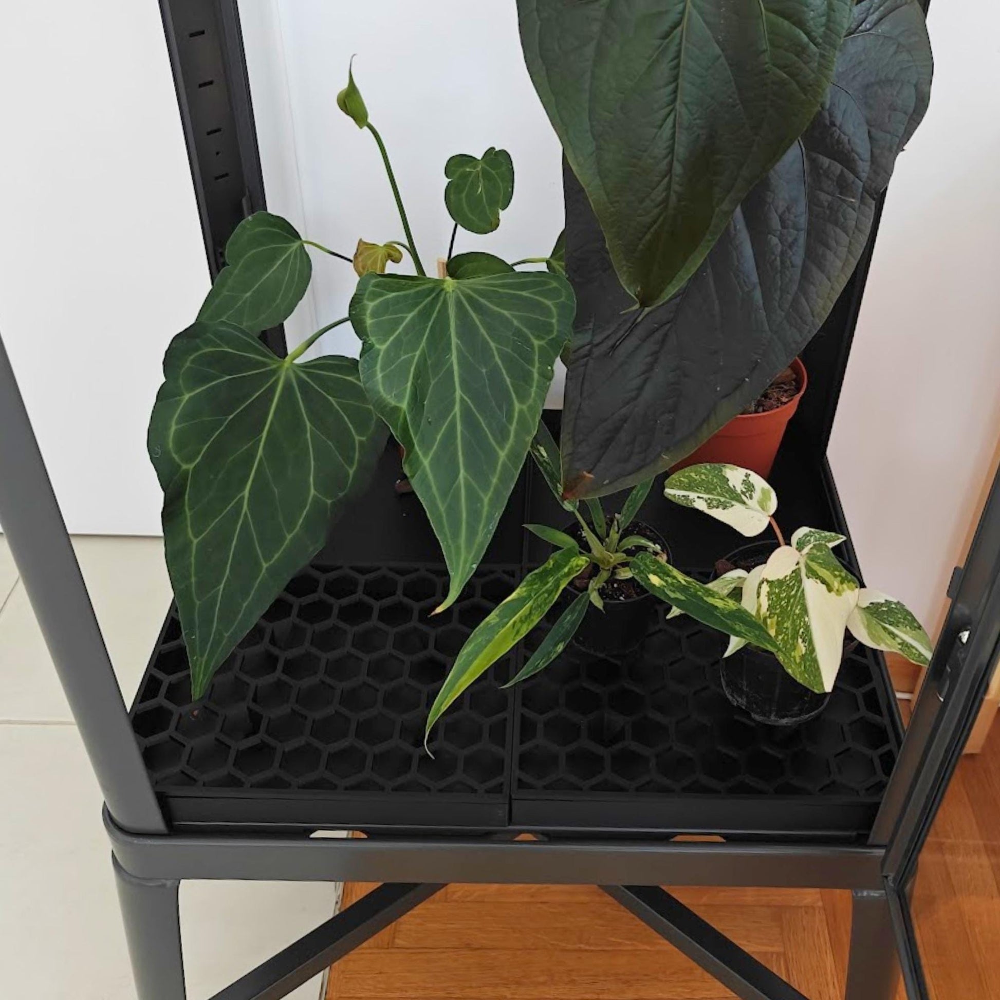 Drainage trays with honeycomb lids inside IKEA Fabrikor tall cabinet with plants