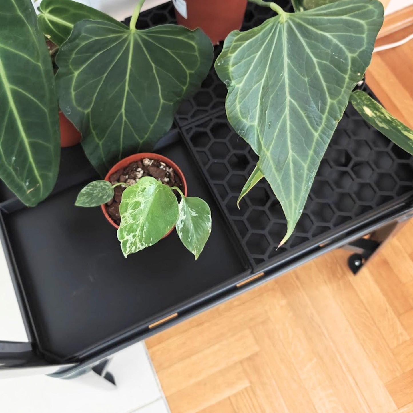 Drainage trays with honeycomb lids inside IKEA Fabrikor tall cabinet with plants