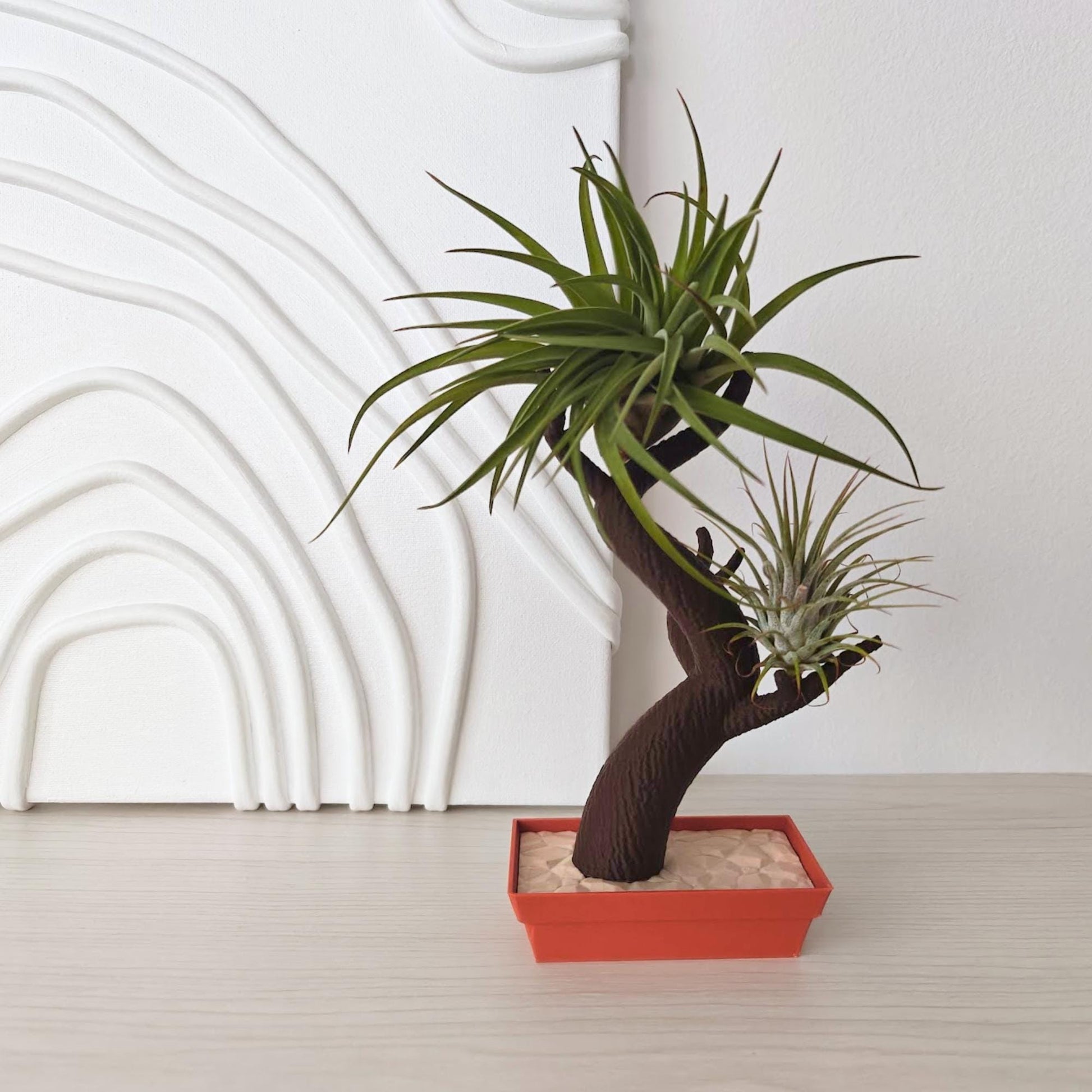 Bonsai air plant holder with two air plants displayed on branches