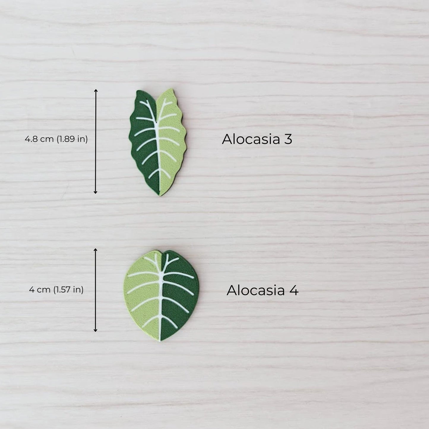Alocasia magnets
