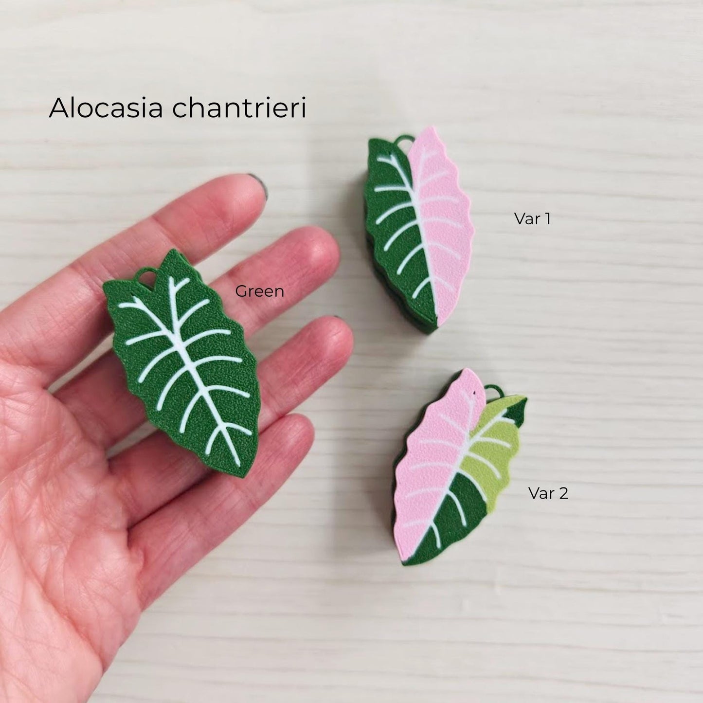 Alocasia chantrieri leaf clicker fidget with multiple color variants