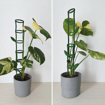 Plant supported by modular bamboo trellis.