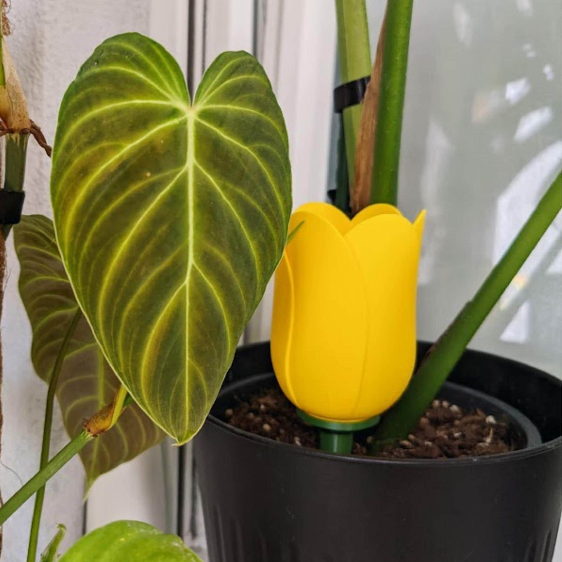 Yellow tulip watering spike placed in an indoor plant pot among green houseplant leaves.