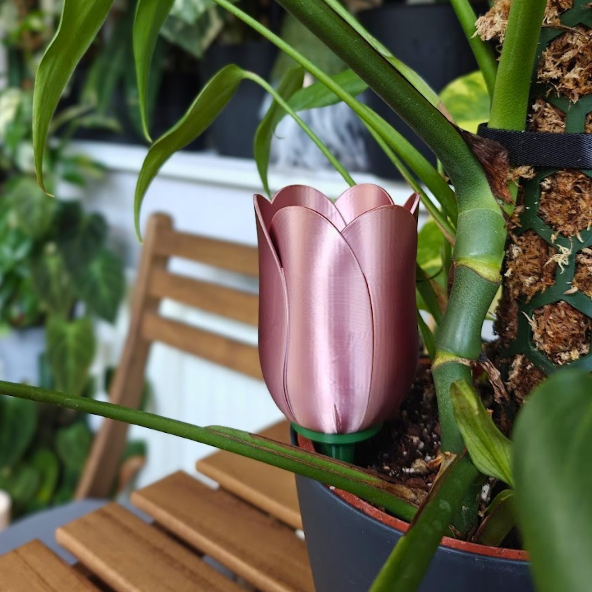 Dark copper tulip watering spike placed in an indoor plant pot among green houseplant leaves.