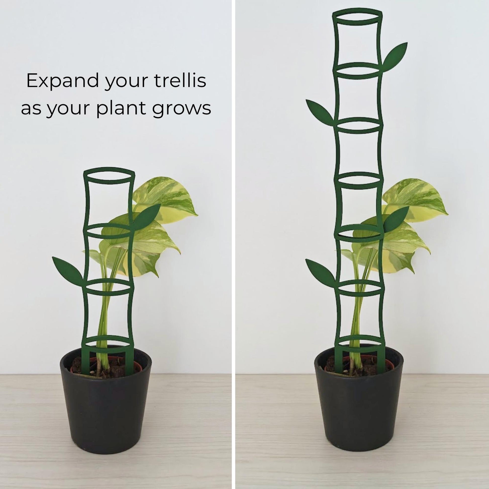 Monstera plant climbing on modular bamboo trellis extensions showing how the trellis can grow taller with additional pieces.
