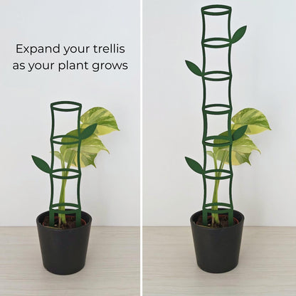 Monstera plant climbing on modular bamboo trellis extensions showing how the trellis can grow taller with additional pieces.